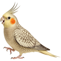 Pearl Cockatiel